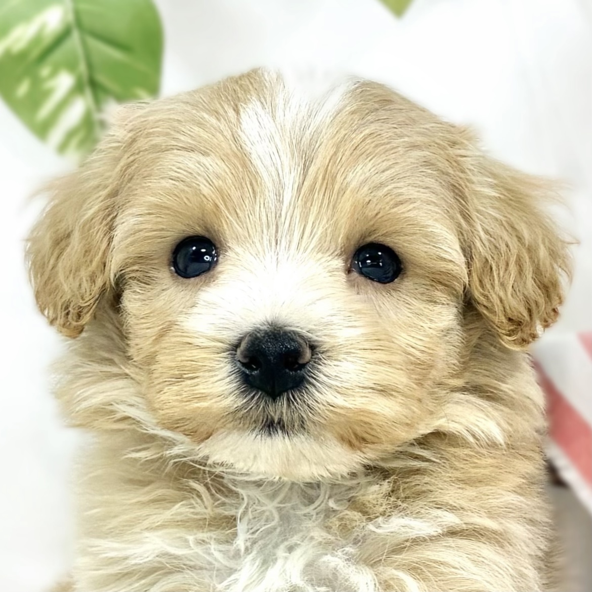 ハーフ犬男の子の写真