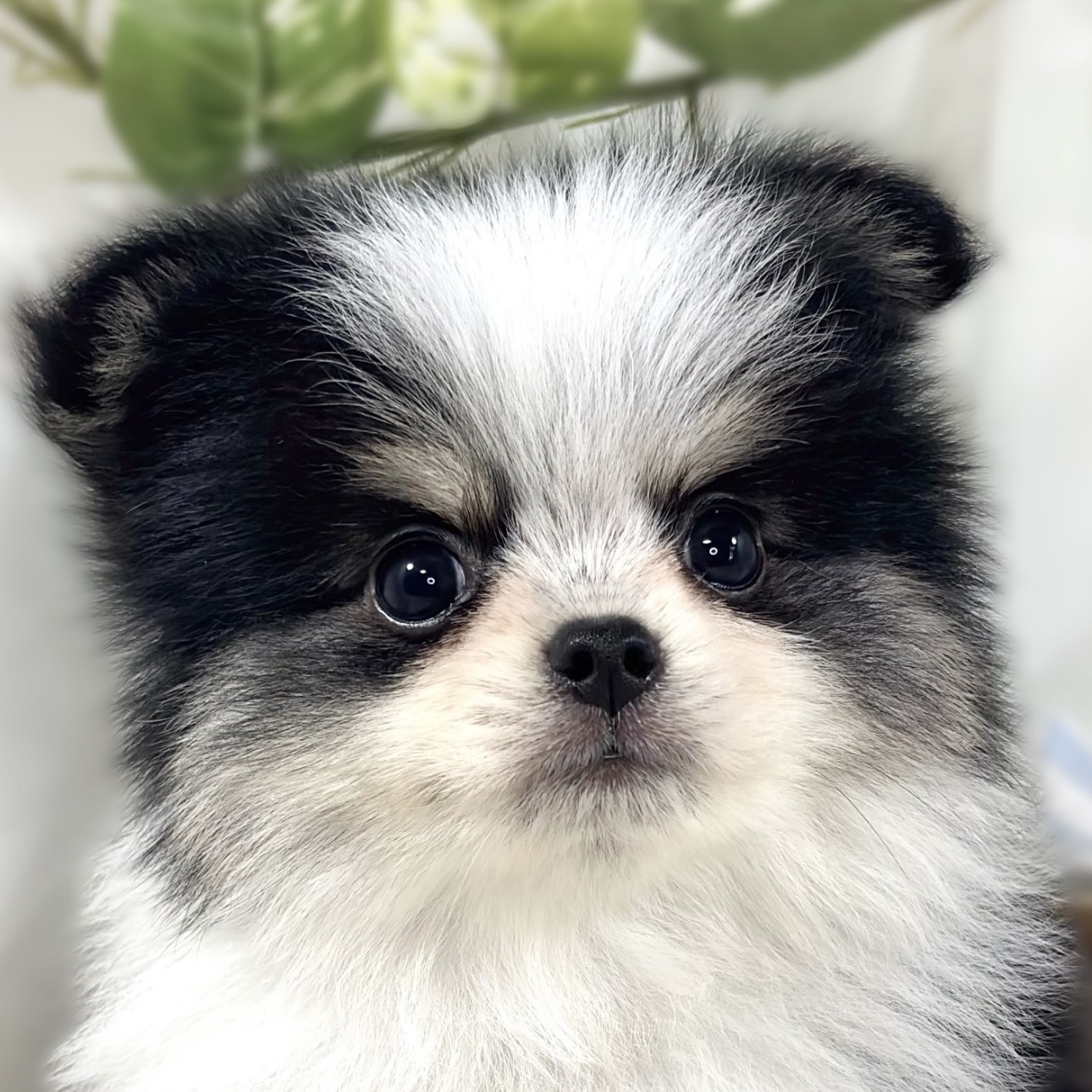 ハーフ犬男の子の写真