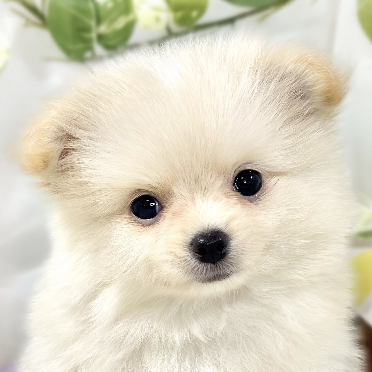 ハーフ犬男の子の写真