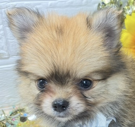 ハーフ犬男の子の写真