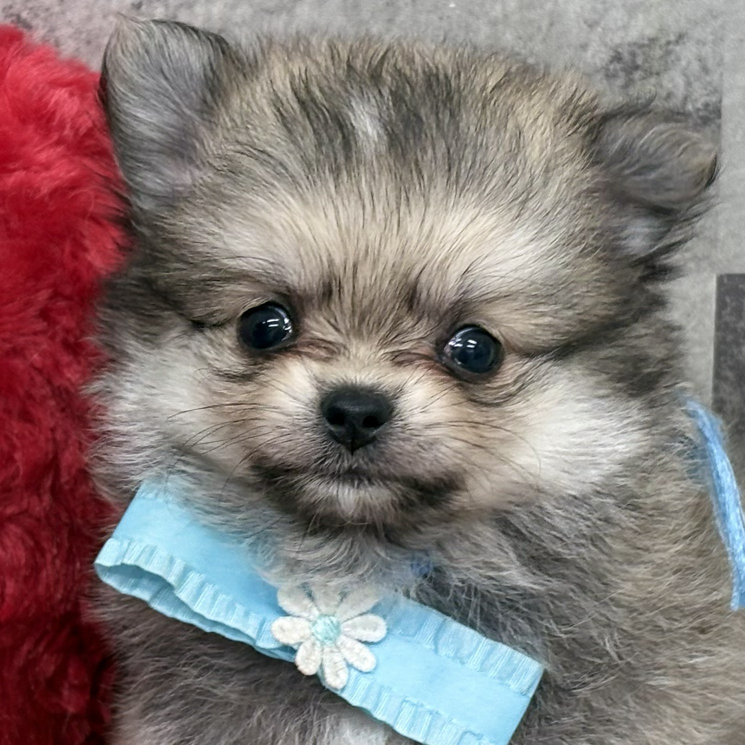 ハーフ犬男の子の写真