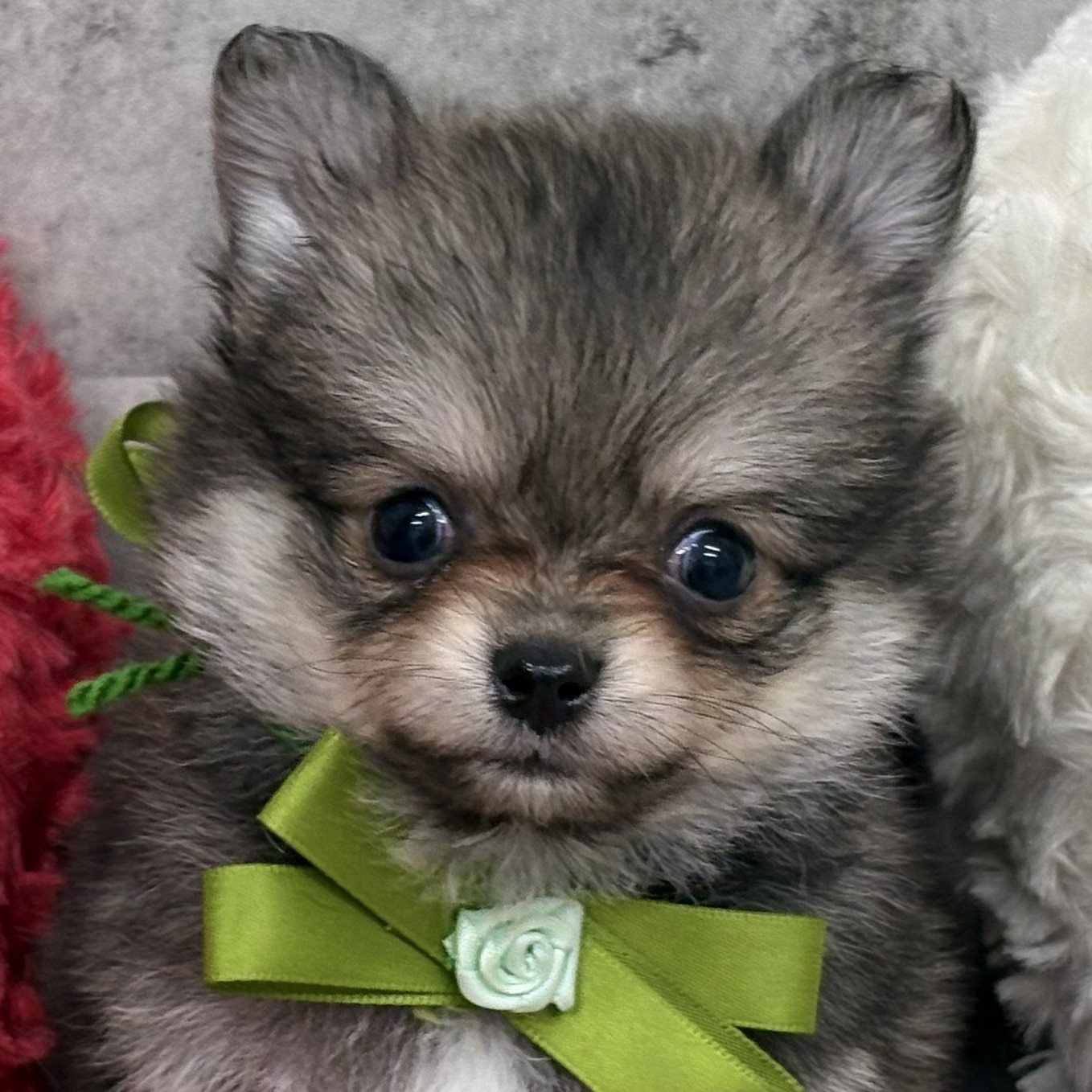 ハーフ犬女の子の写真