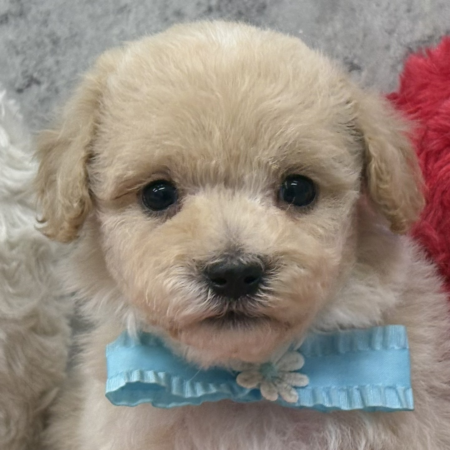 ハーフ犬男の子の写真