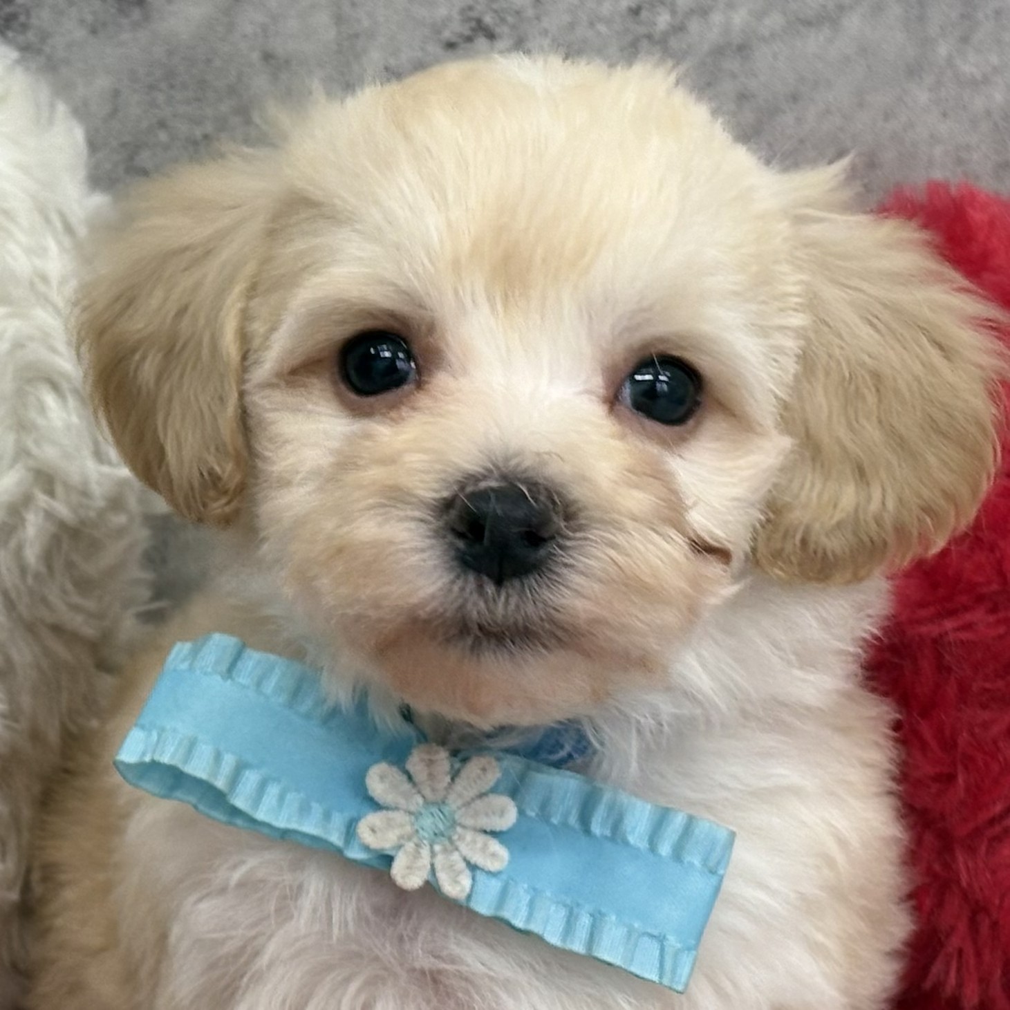 ハーフ犬男の子の写真