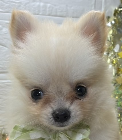 ハーフ犬女の子の写真