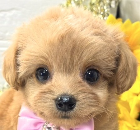 ハーフ犬女の子の写真