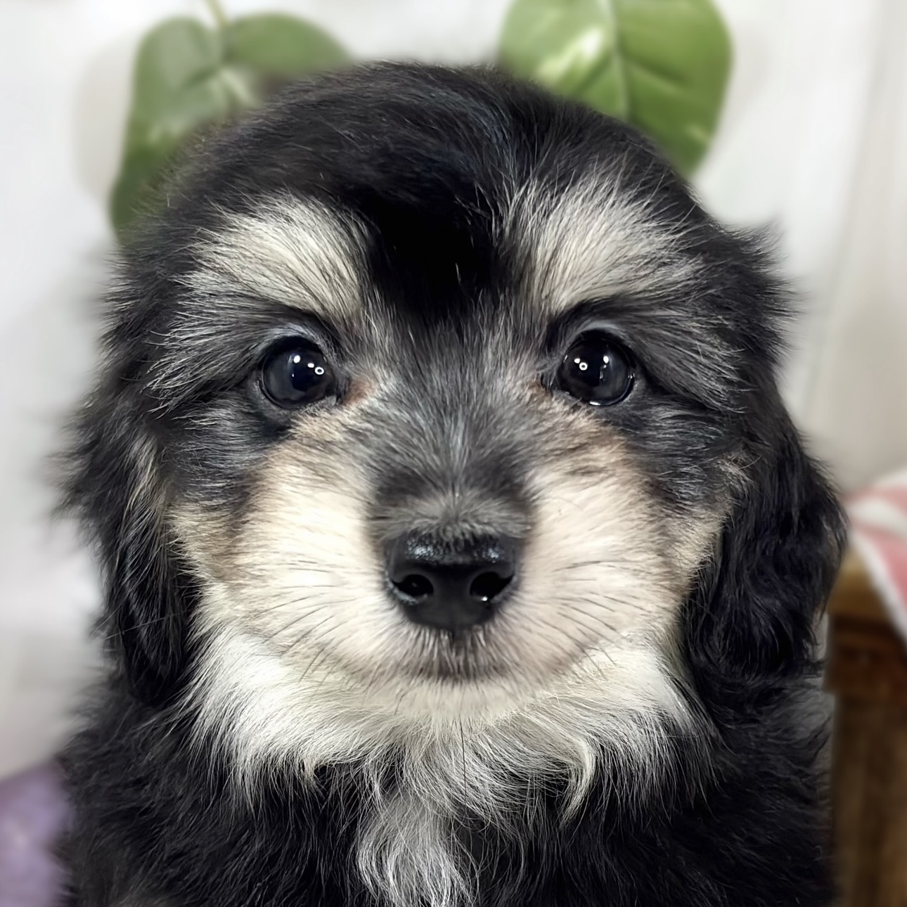 ハーフ犬女の子の写真
