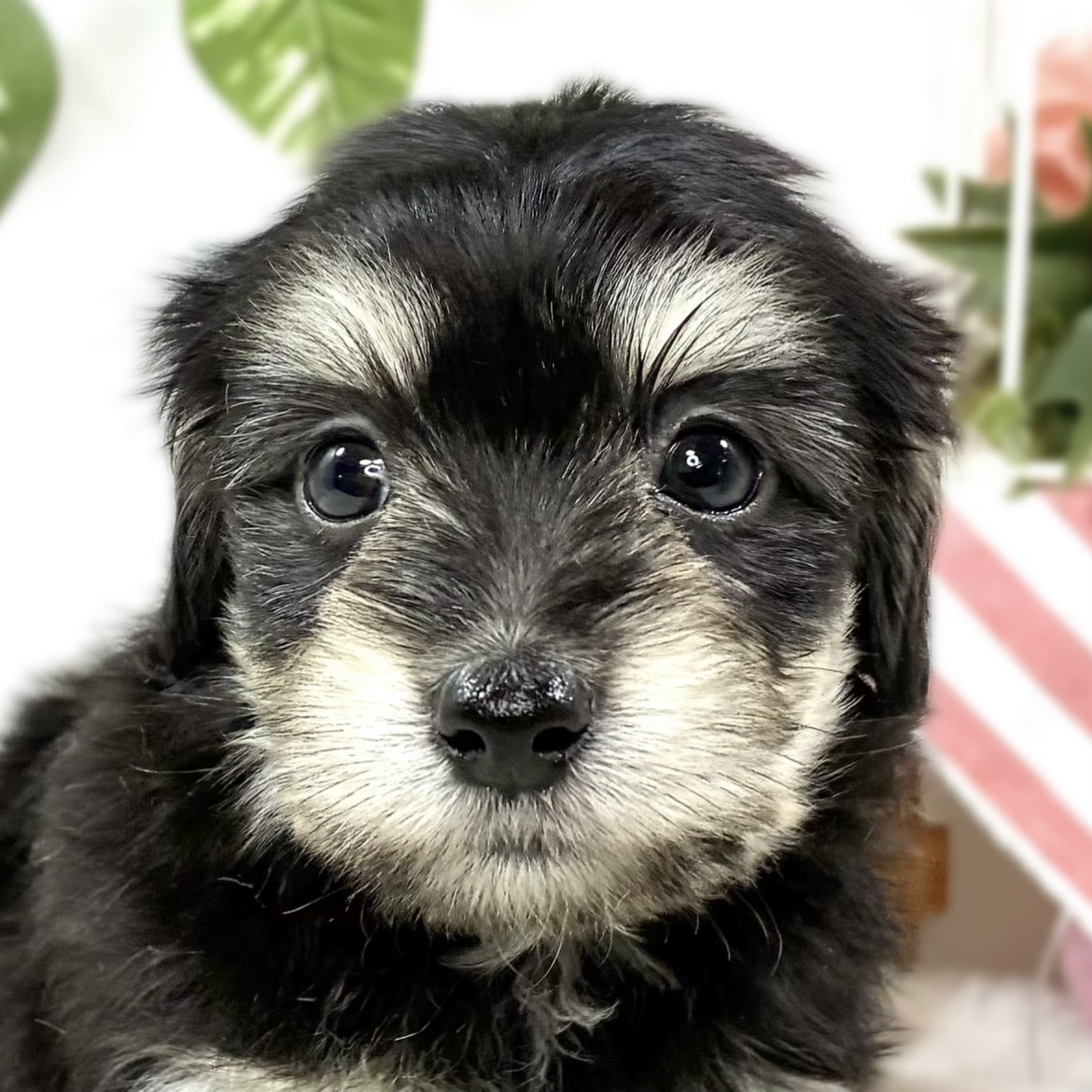 ハーフ犬女の子の写真