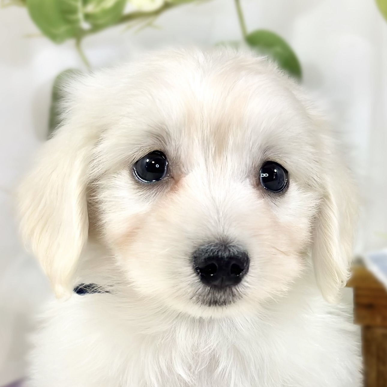 ハーフ犬男の子の写真