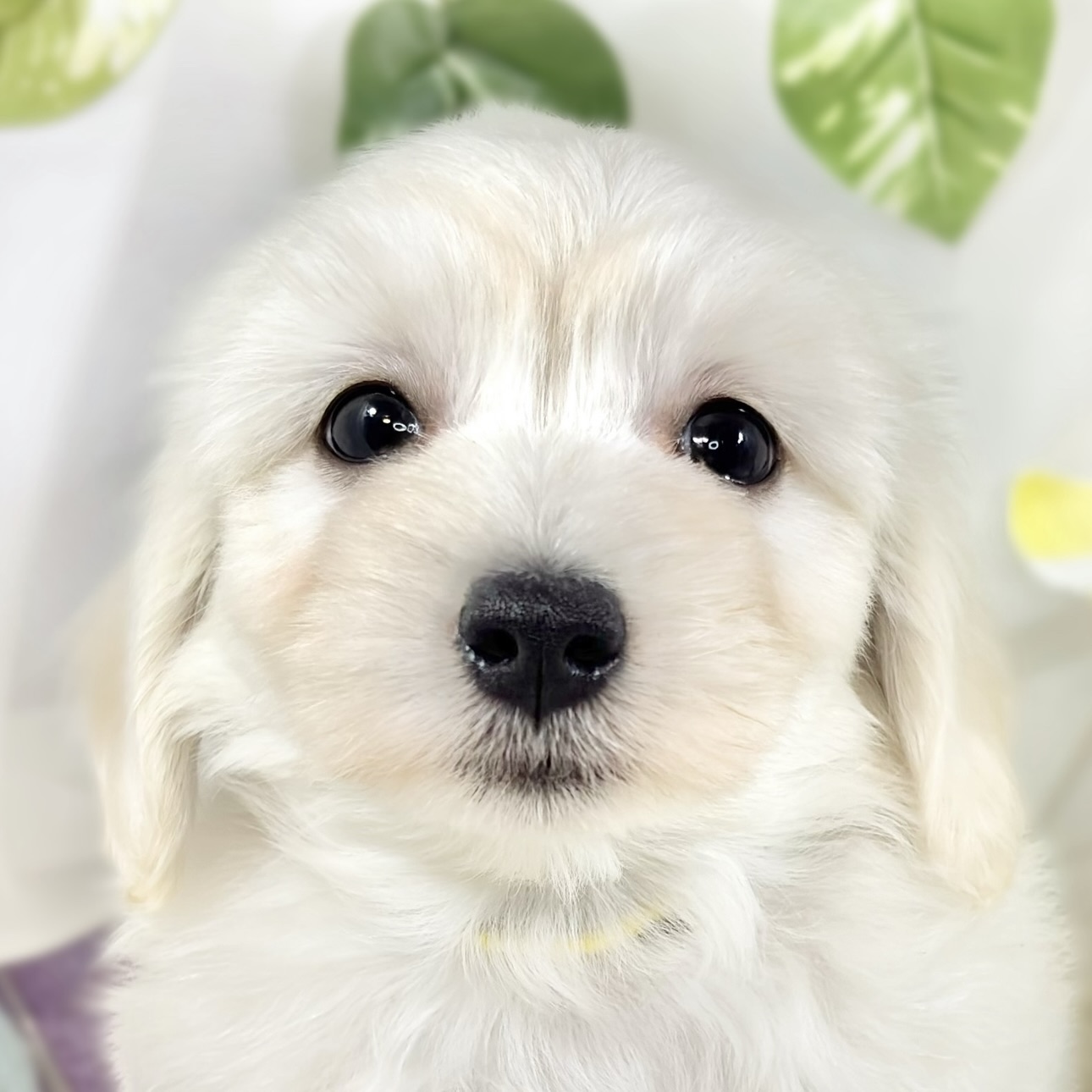 ハーフ犬男の子の写真