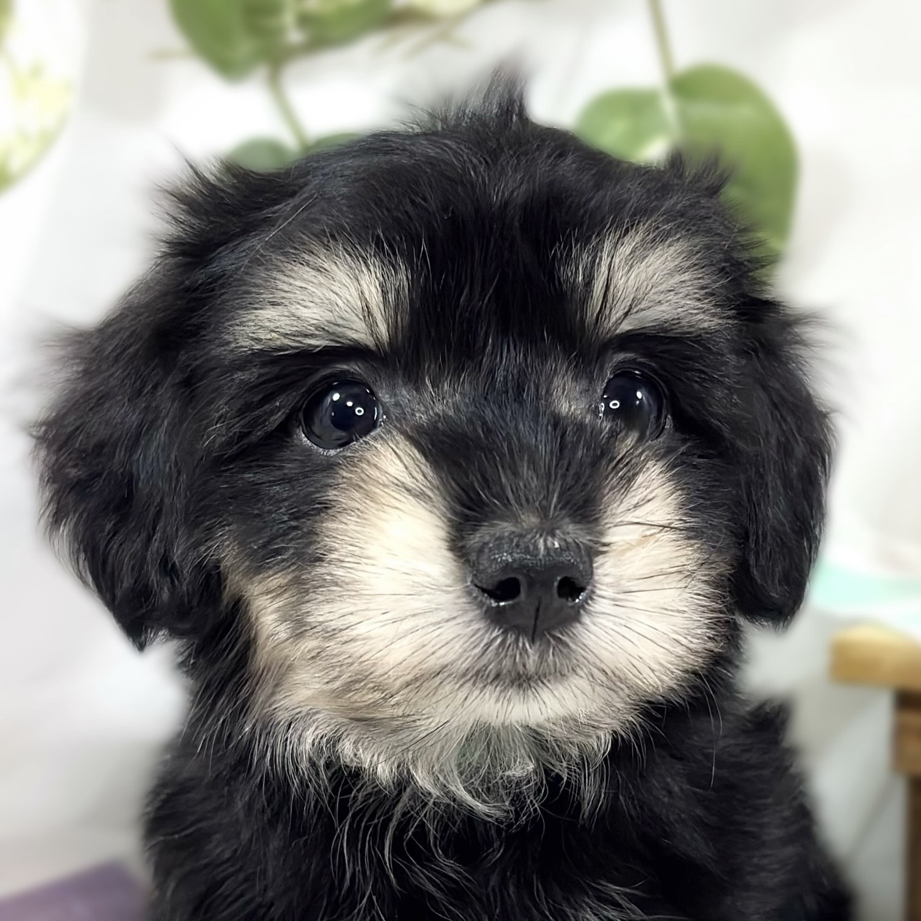 ハーフ犬女の子の写真