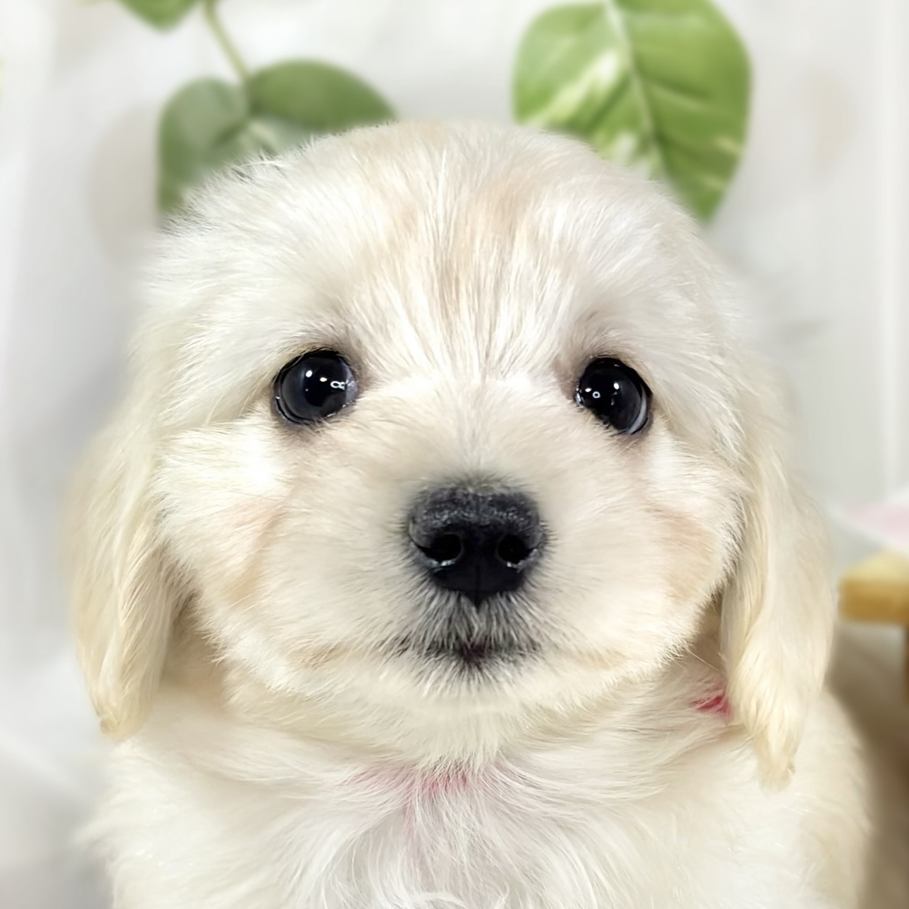 ハーフ犬女の子の写真