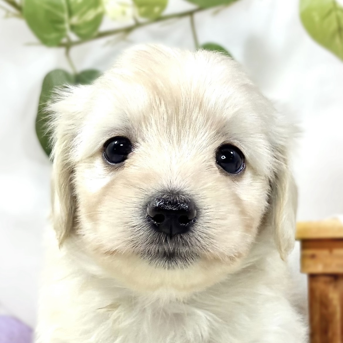 ハーフ犬女の子の写真