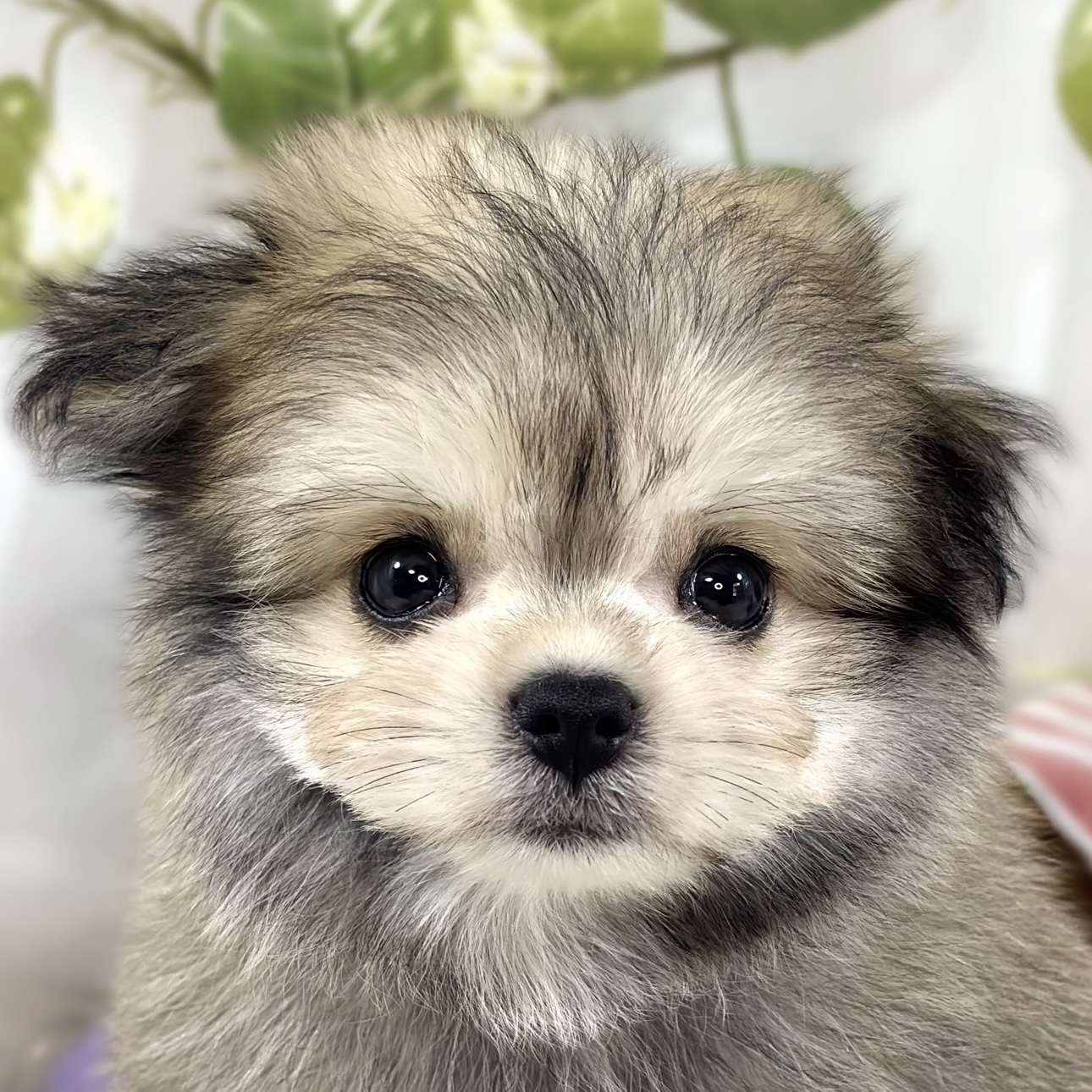 ハーフ犬男の子の写真