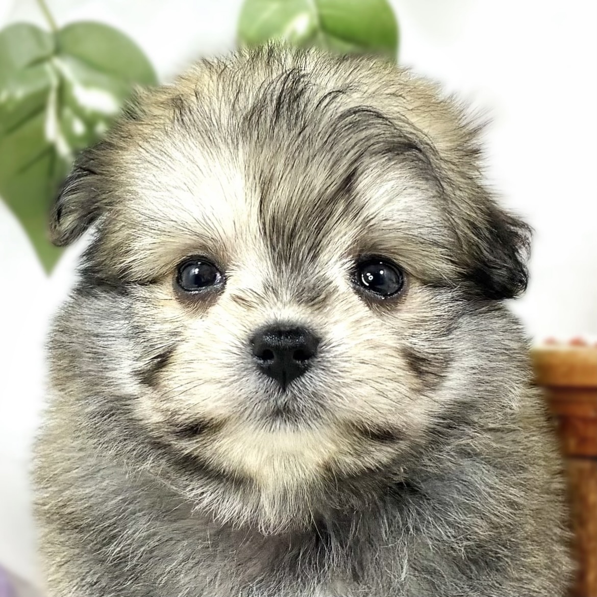 ハーフ犬男の子の写真