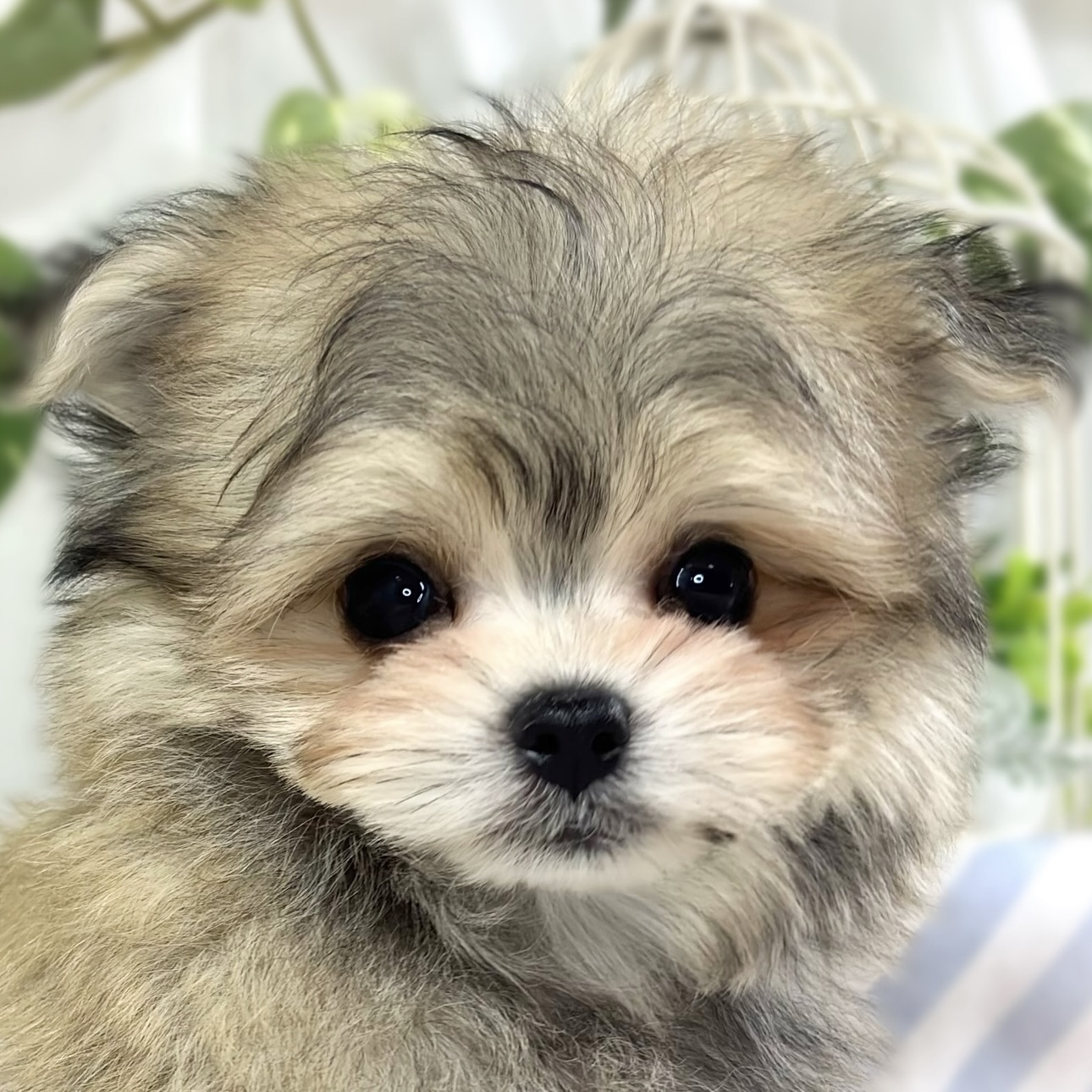 ハーフ犬男の子の写真