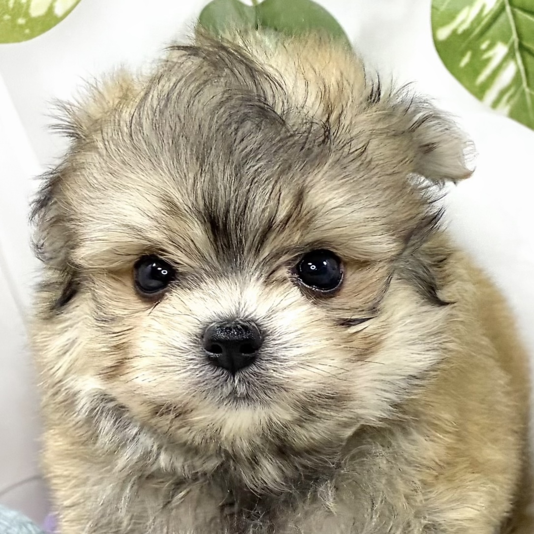 ハーフ犬男の子の写真