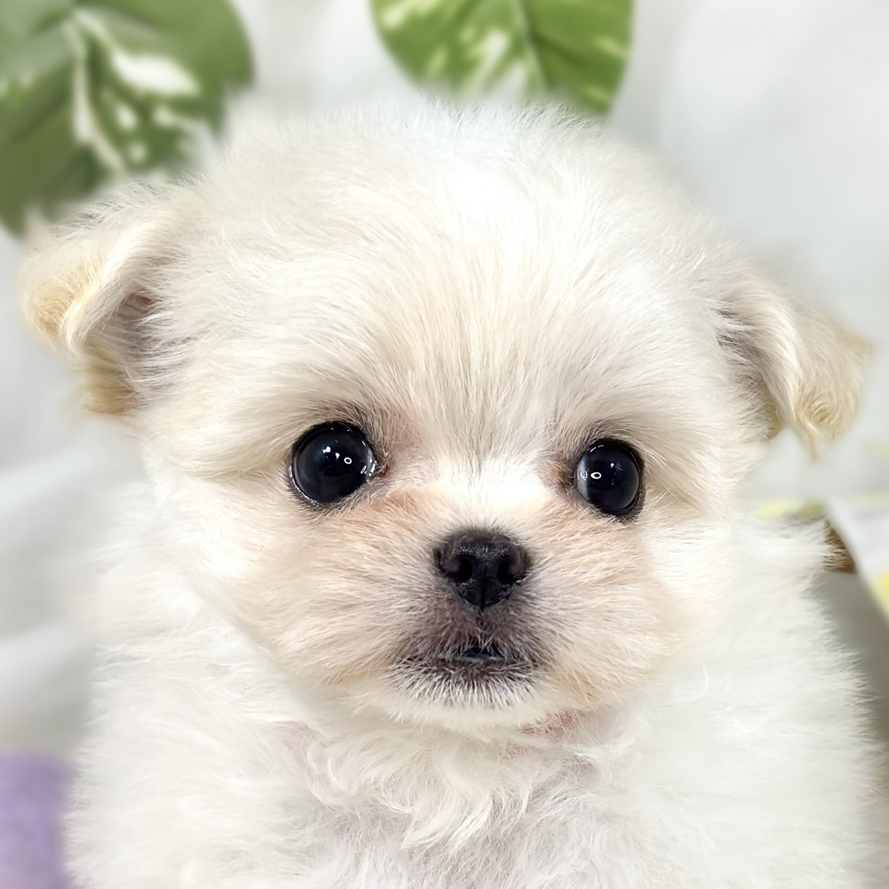 ハーフ犬男の子の写真