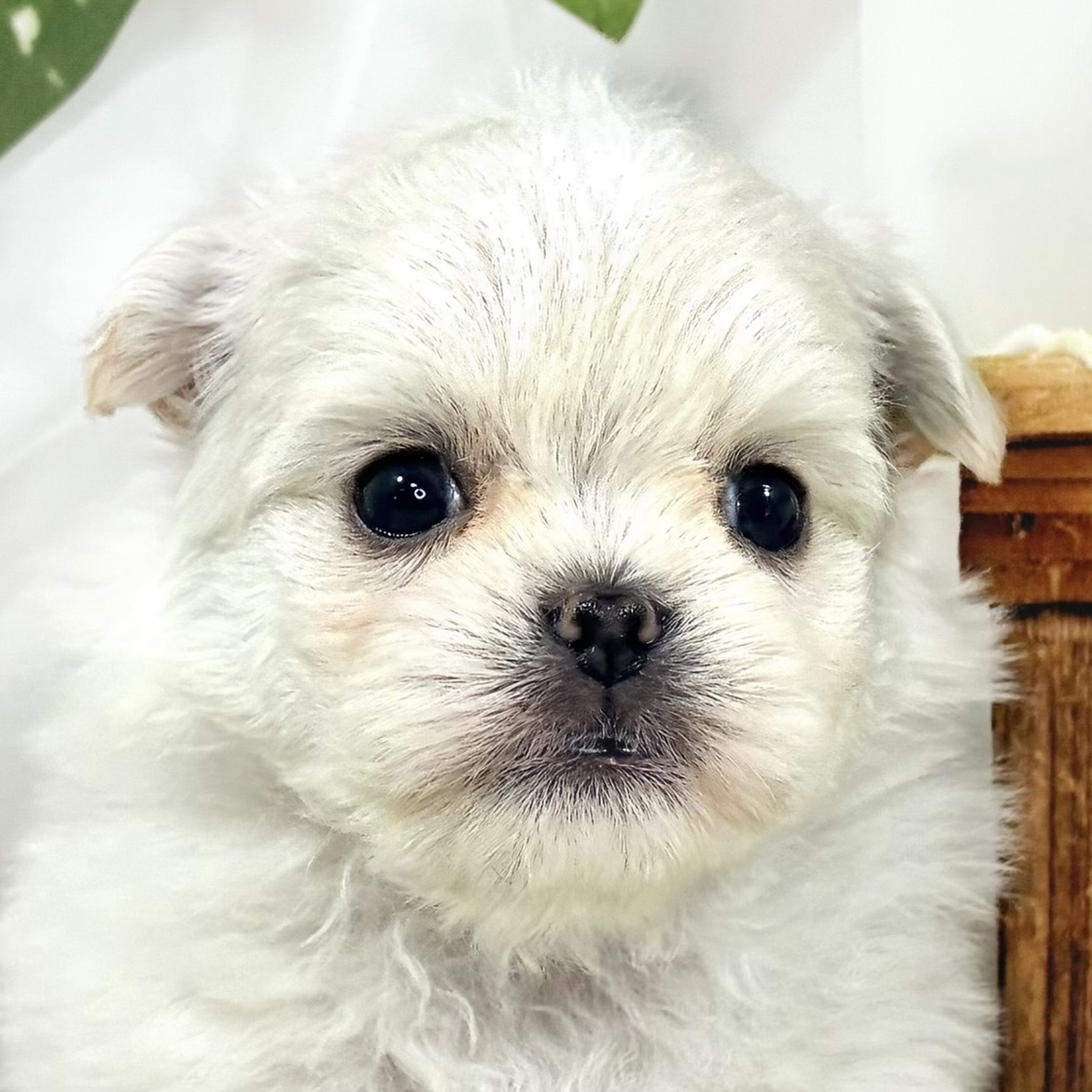 ハーフ犬男の子の写真