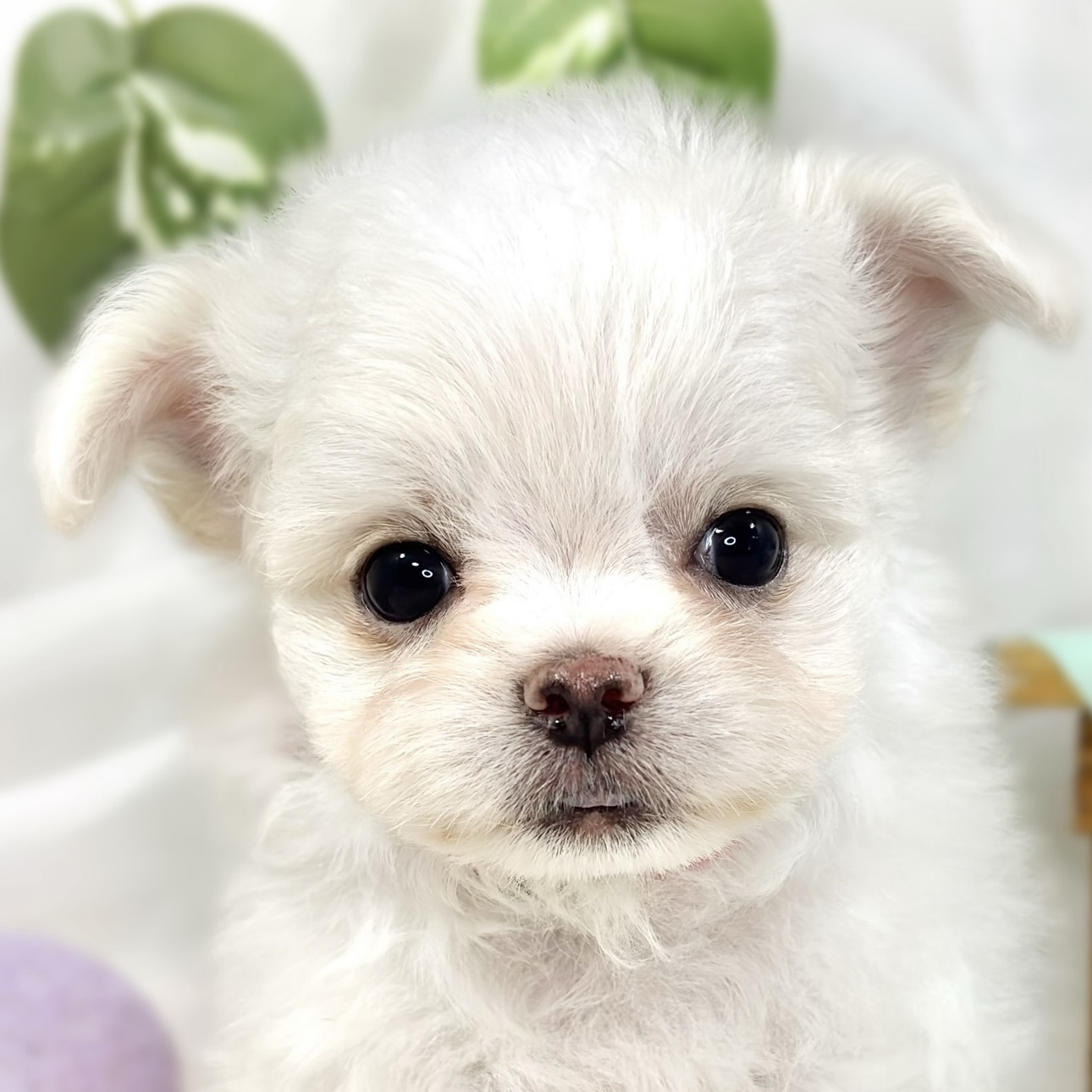 ハーフ犬男の子の写真