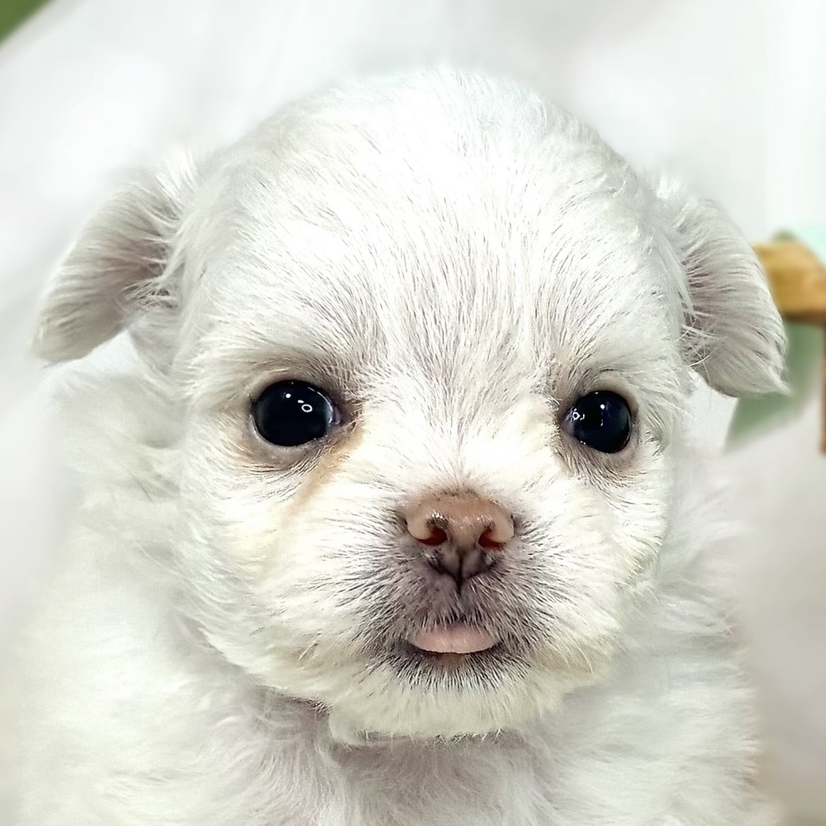 ハーフ犬男の子の写真