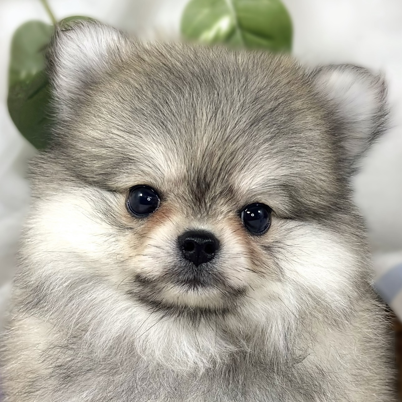 ハーフ犬女の子の写真