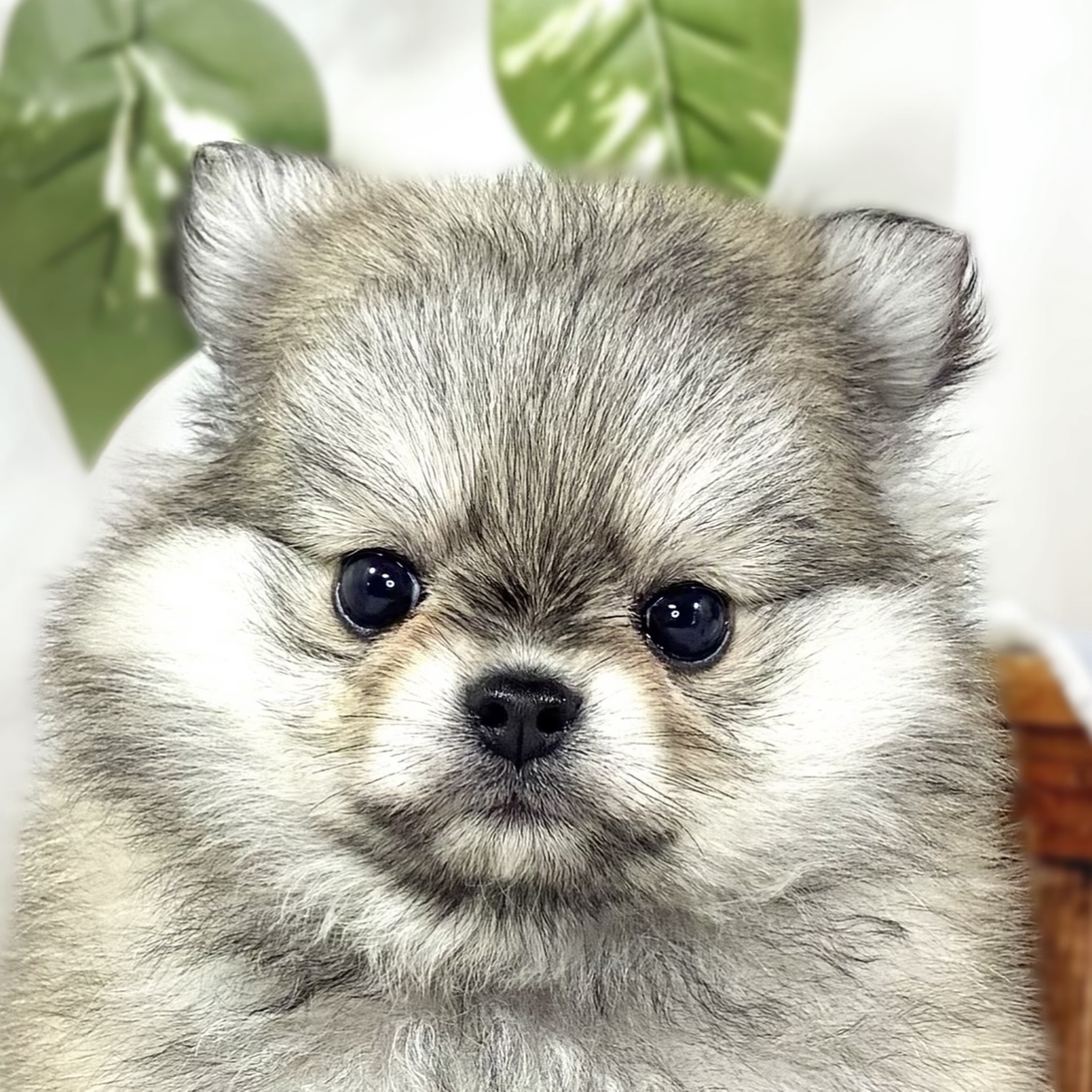 ハーフ犬女の子の写真