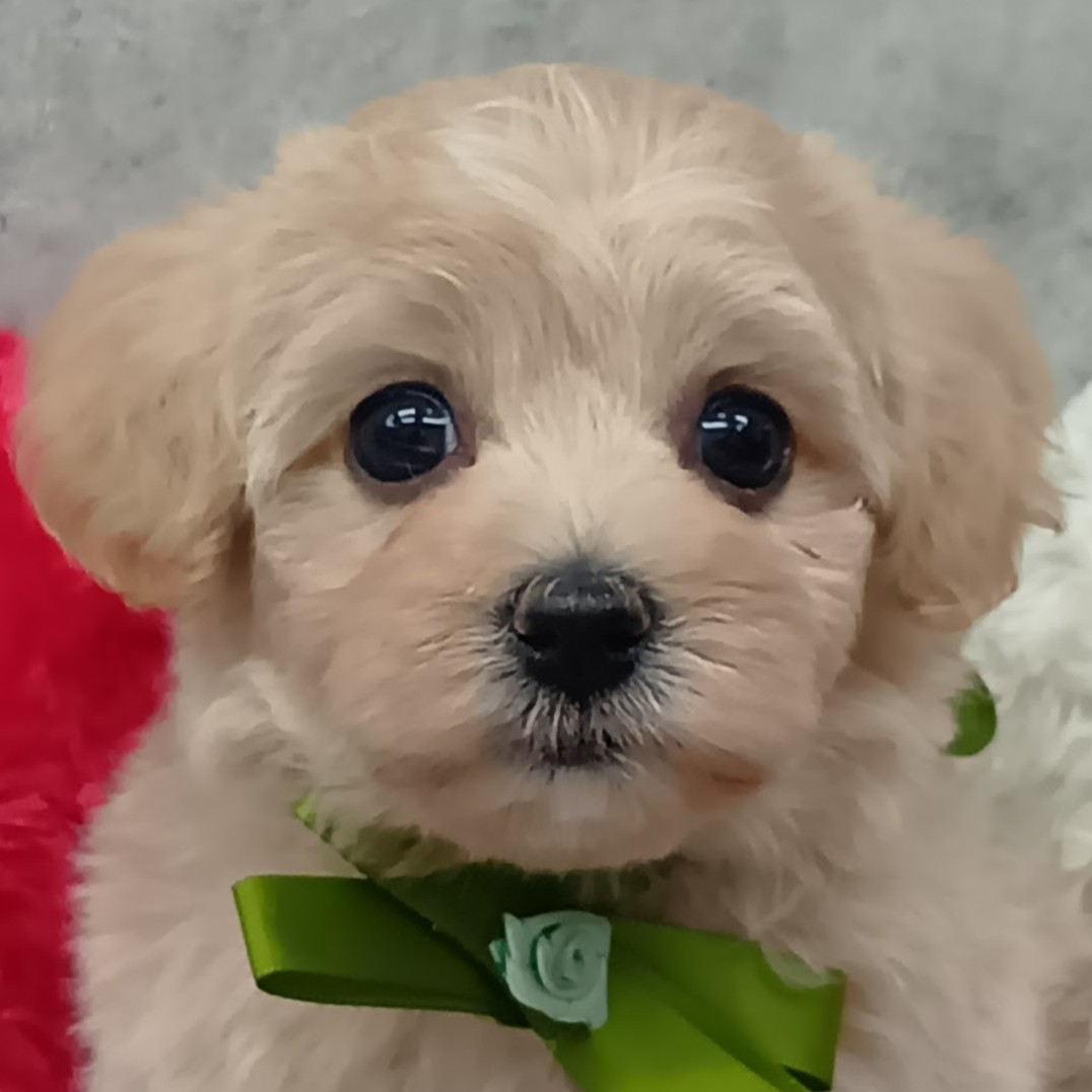 ハーフ犬女の子の写真