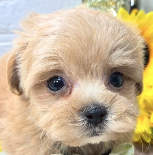 ハーフ犬女の子の写真