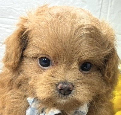 ハーフ犬女の子の写真