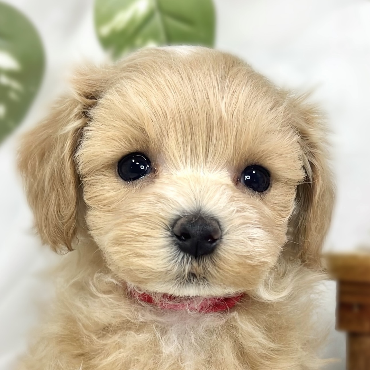 ハーフ犬男の子の写真