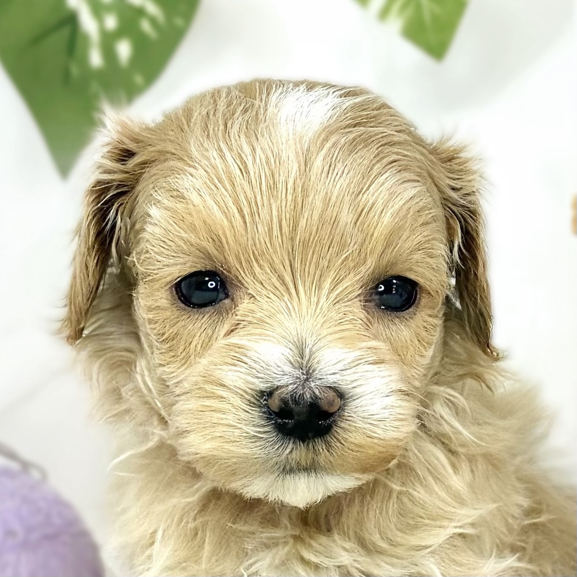 ハーフ犬男の子の写真