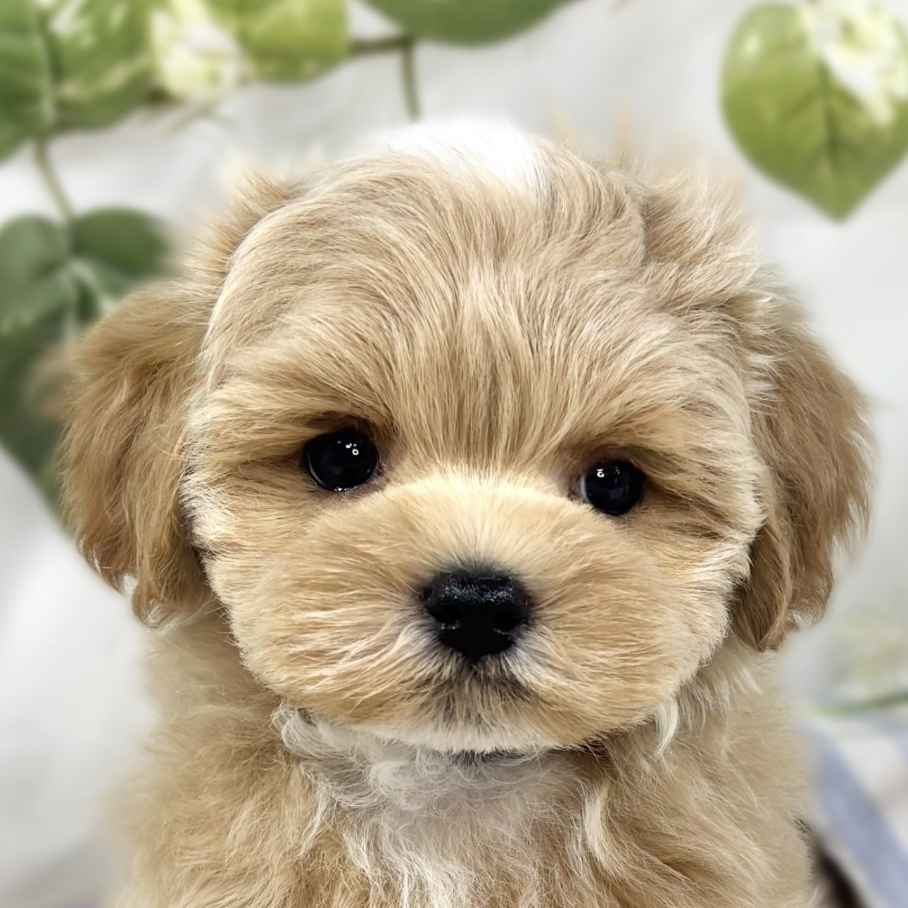 ハーフ犬男の子の写真