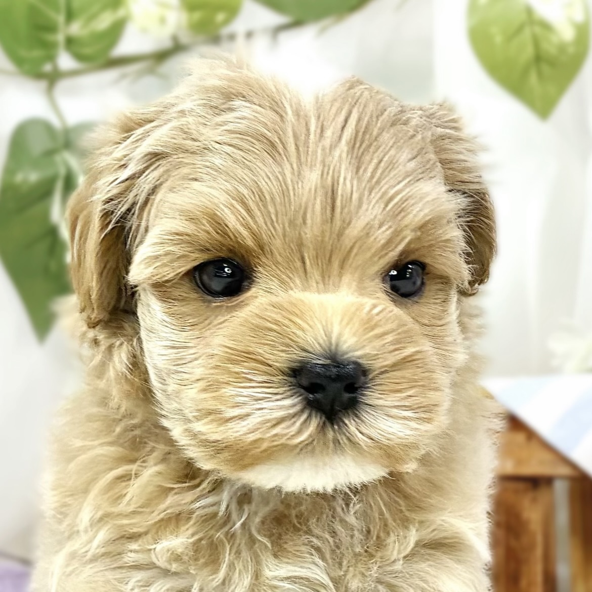 ハーフ犬男の子の写真