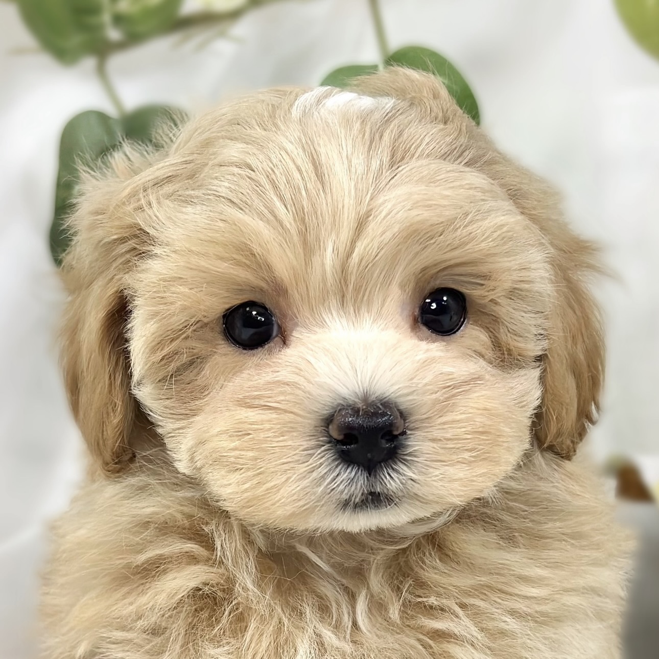 ハーフ犬女の子の写真