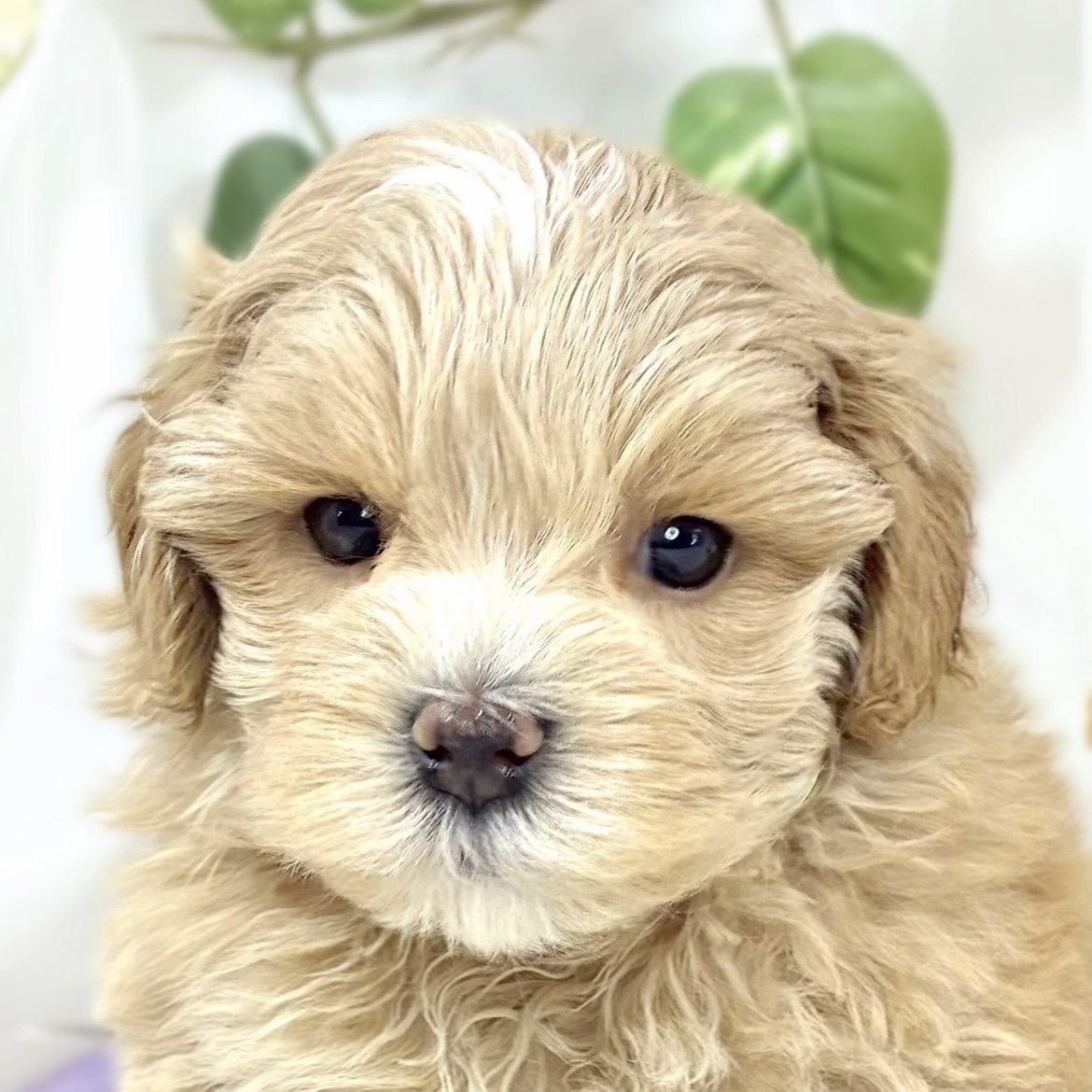 ハーフ犬女の子の写真