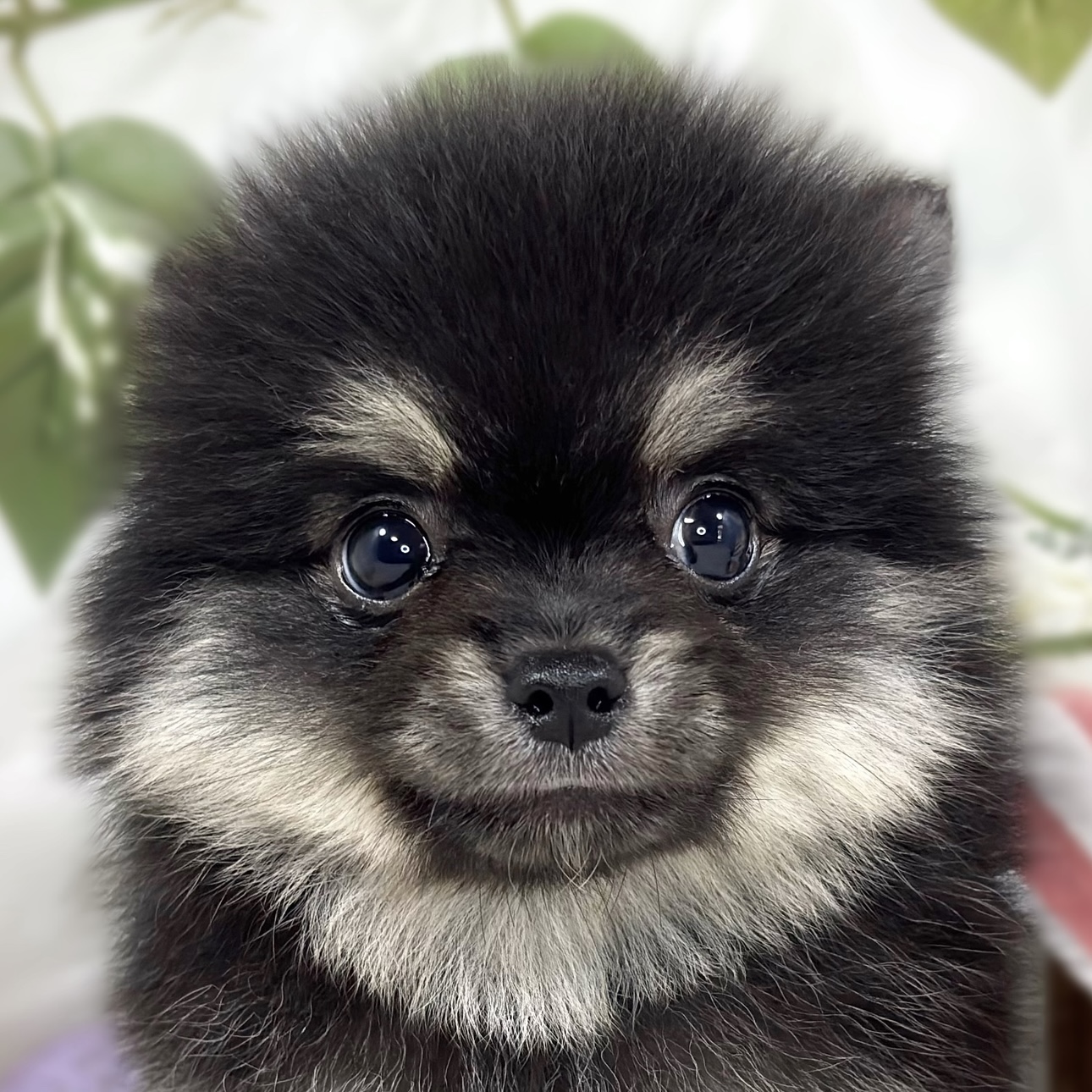 ハーフ犬男の子の写真