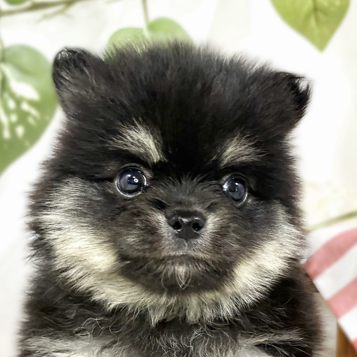 ハーフ犬男の子の写真