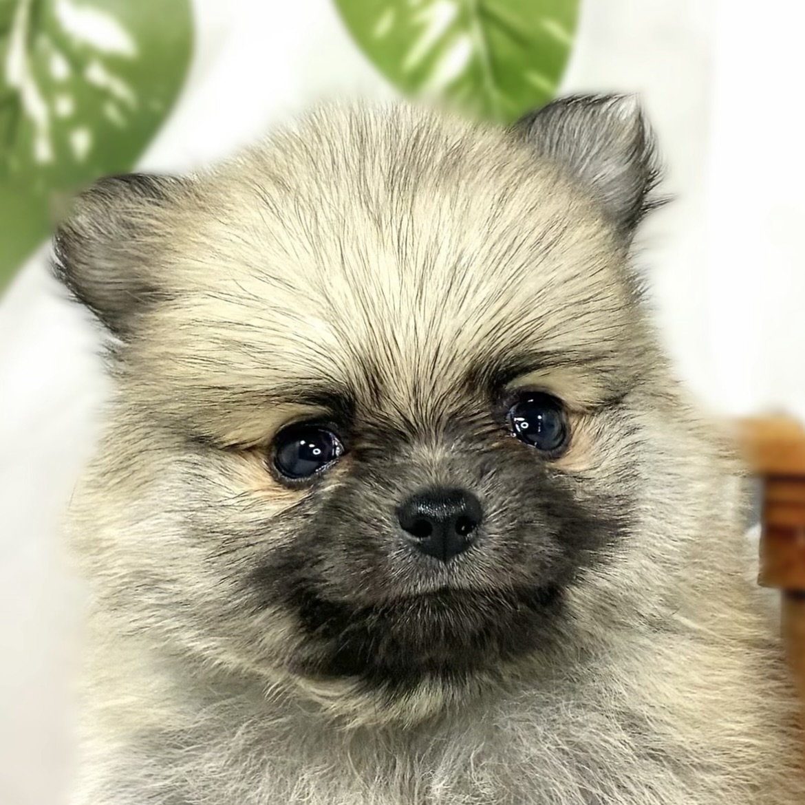 ハーフ犬男の子の写真