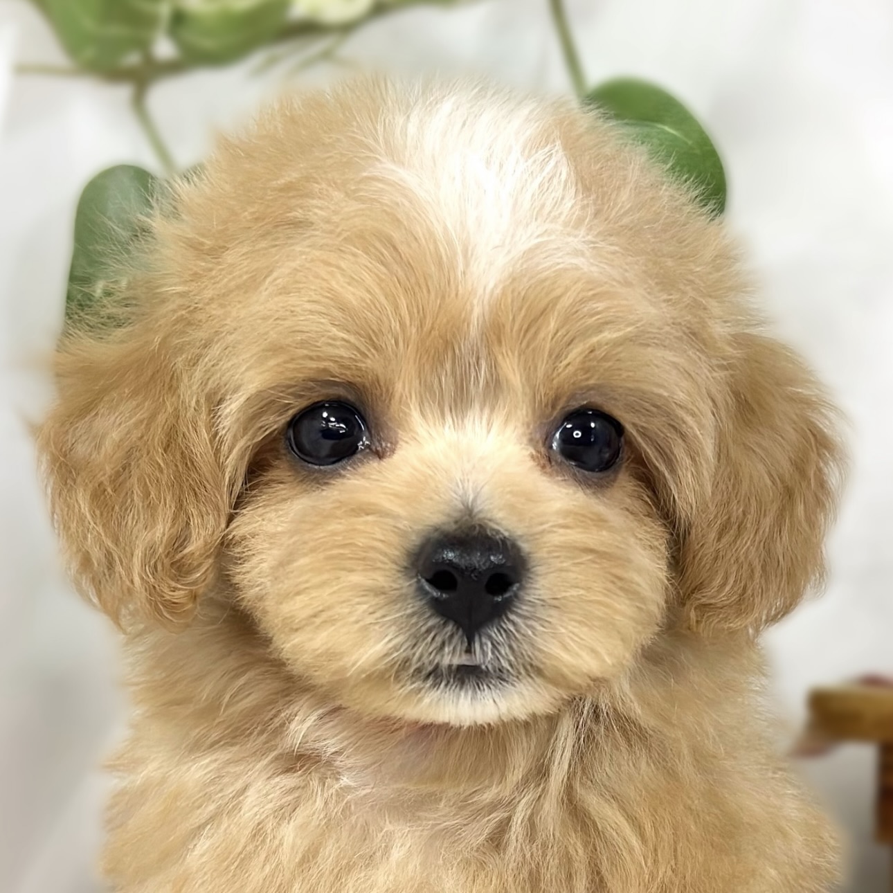 ハーフ犬女の子の写真