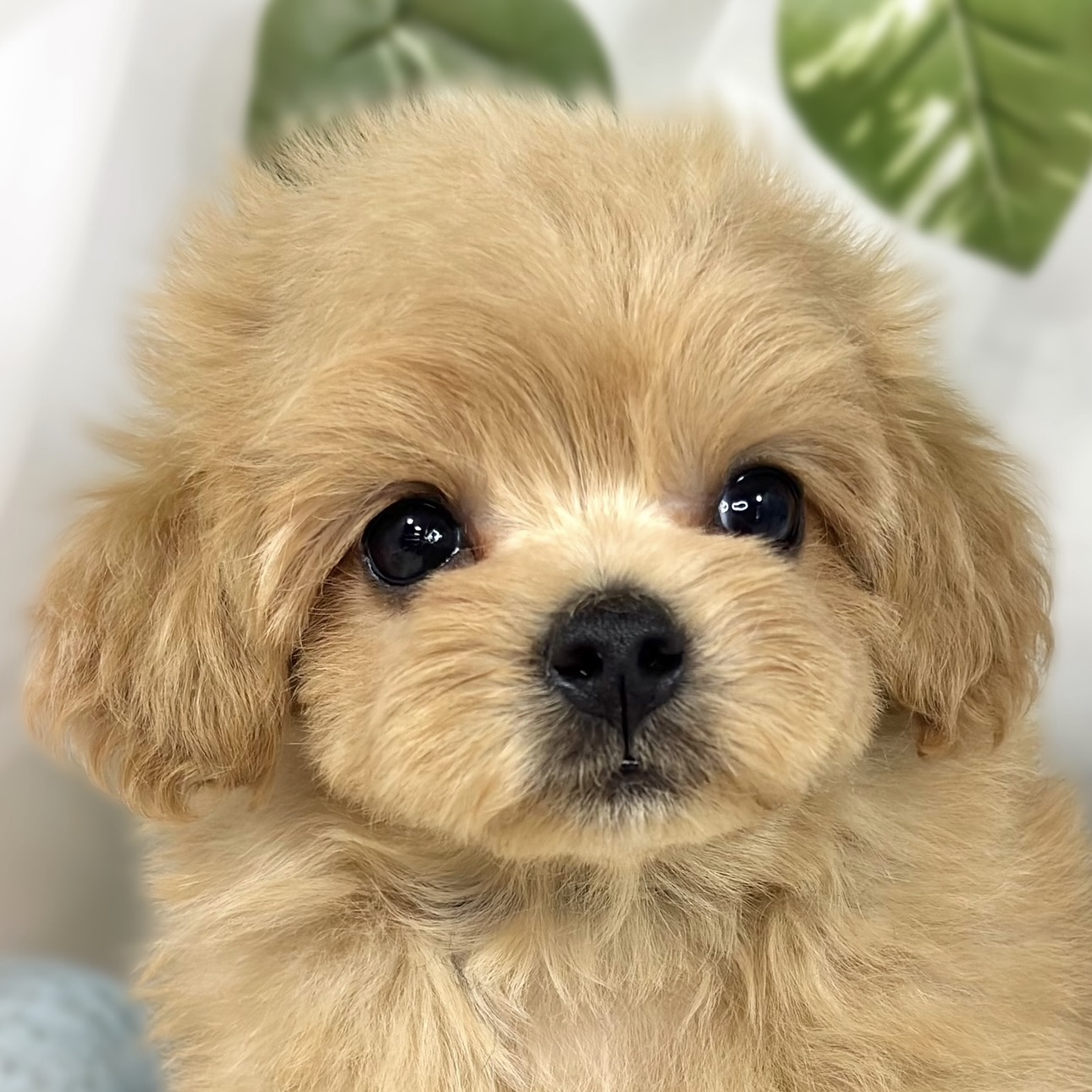 ハーフ犬男の子の写真