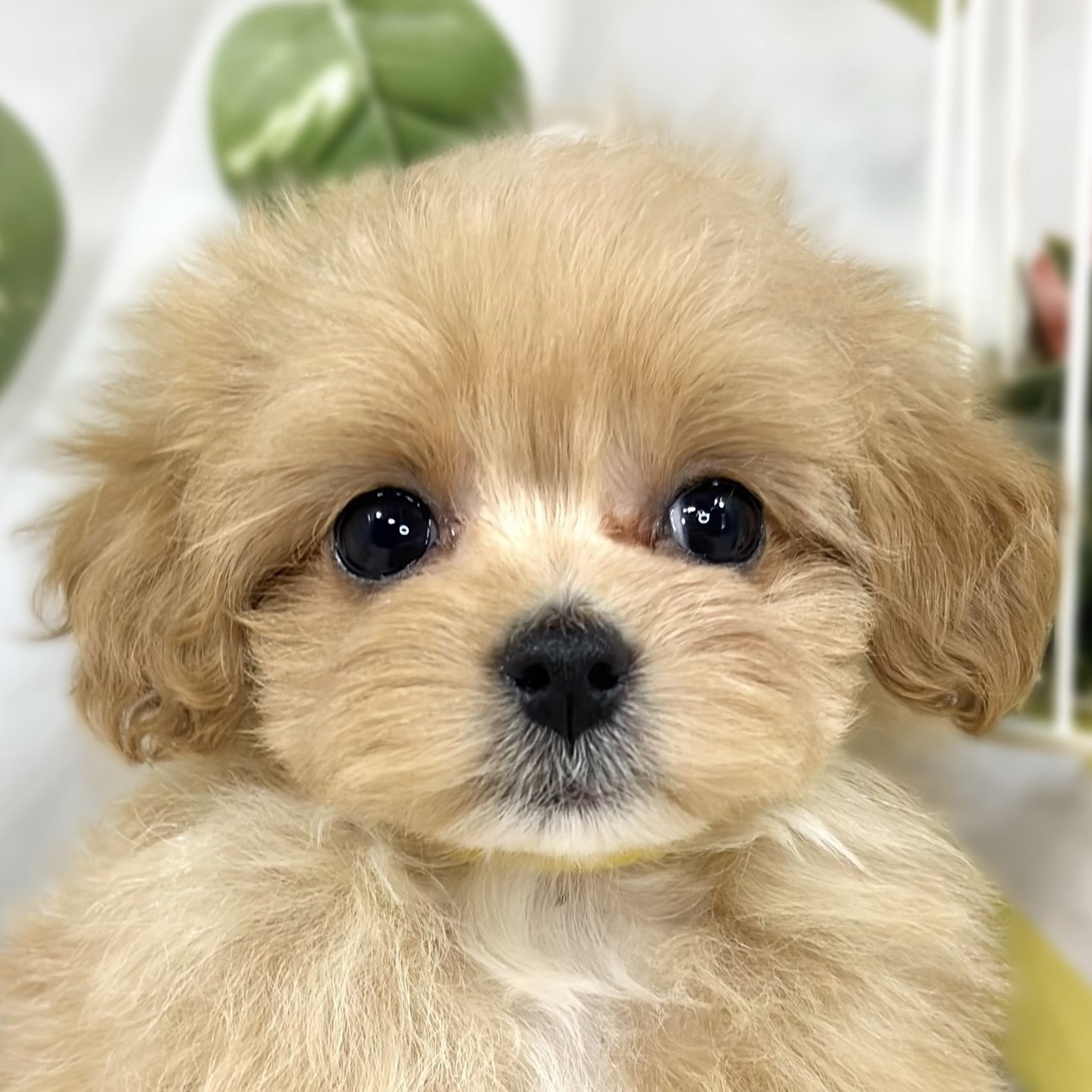 ハーフ犬女の子の写真