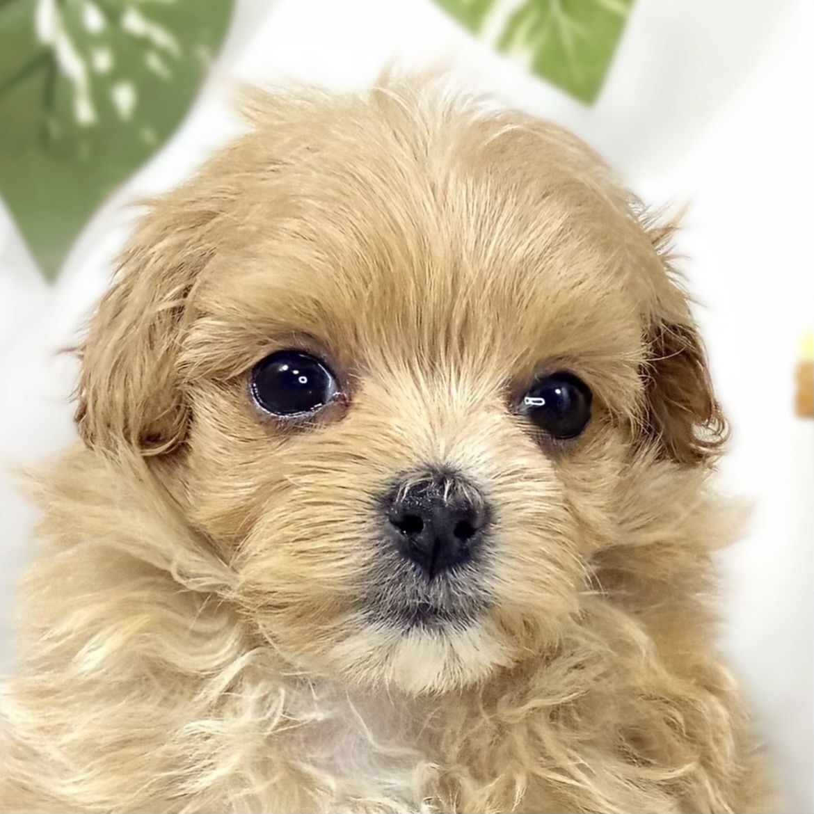 ハーフ犬女の子の写真