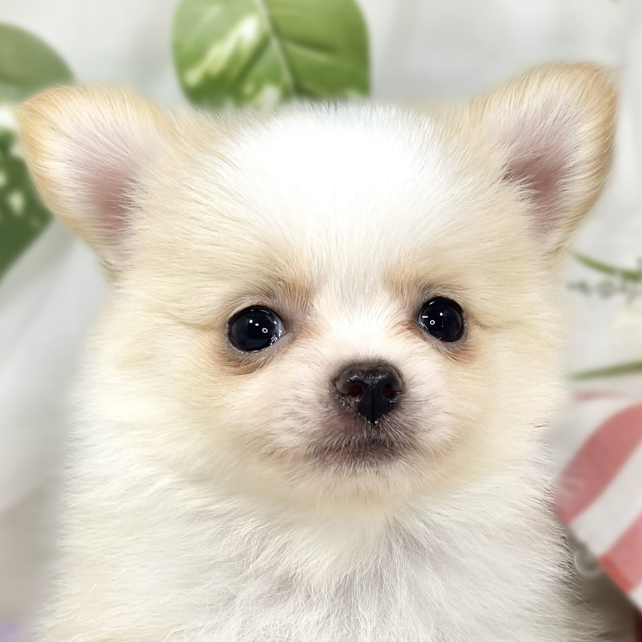 ハーフ犬男の子の写真