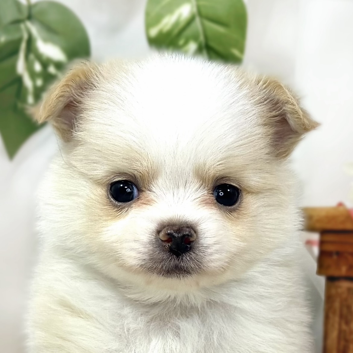 ハーフ犬男の子の写真