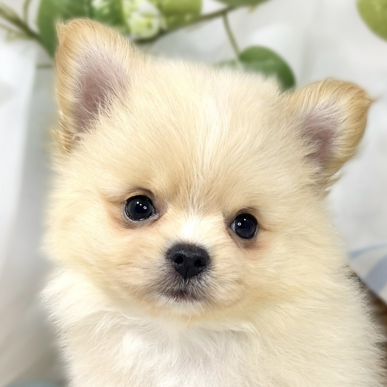 ハーフ犬女の子の写真