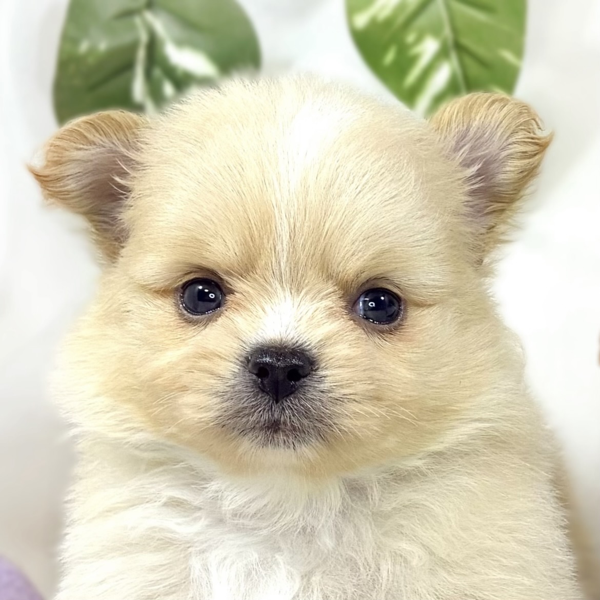 ハーフ犬女の子の写真