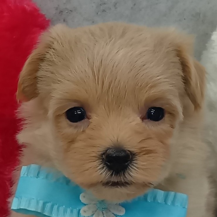 ハーフ犬女の子の写真