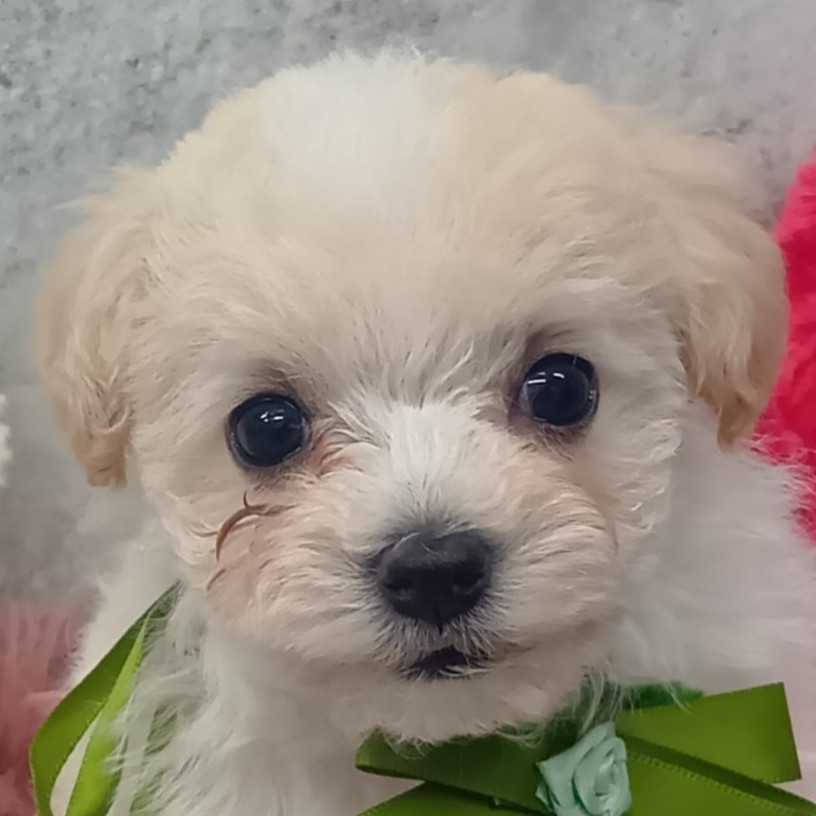 ハーフ犬女の子の写真