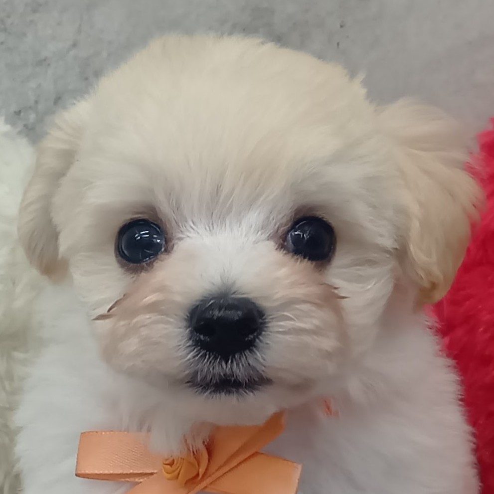 ハーフ犬男の子の写真